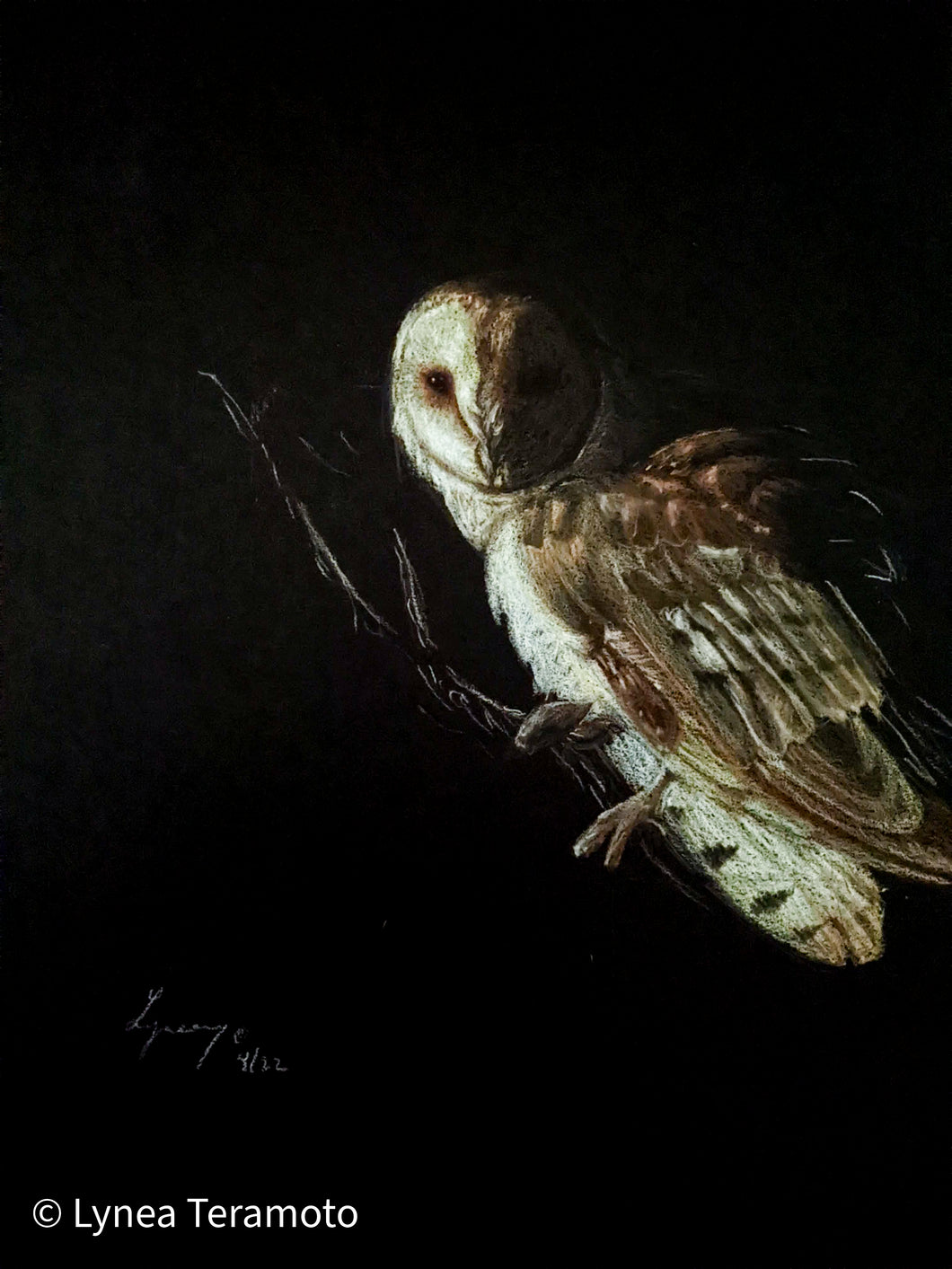 Spirit of Intuition (barn owl)
