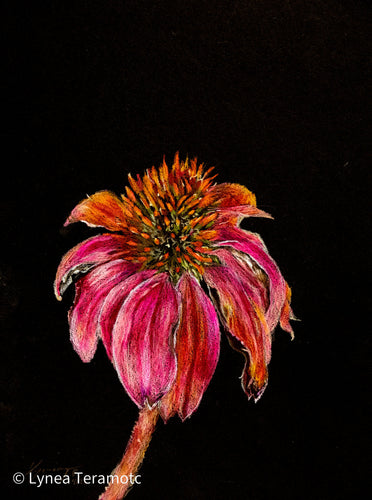 Coneflower