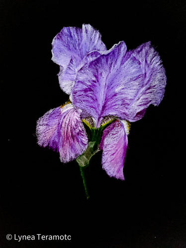 Iris #1