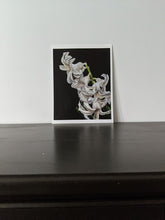 Load image into Gallery viewer, White Hyancinth